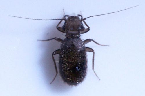 Lepinotus patruelis